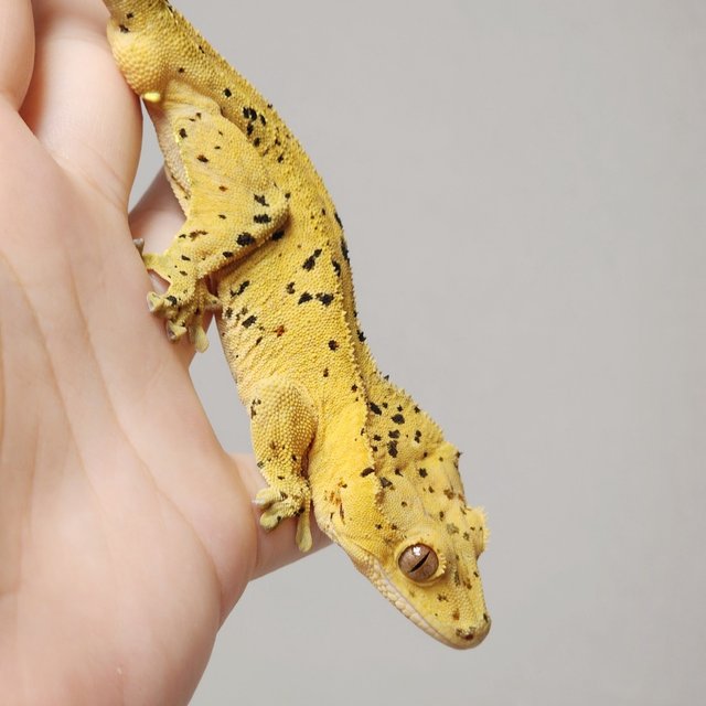 슈퍼달마시안 달마시안 옐로우 크림