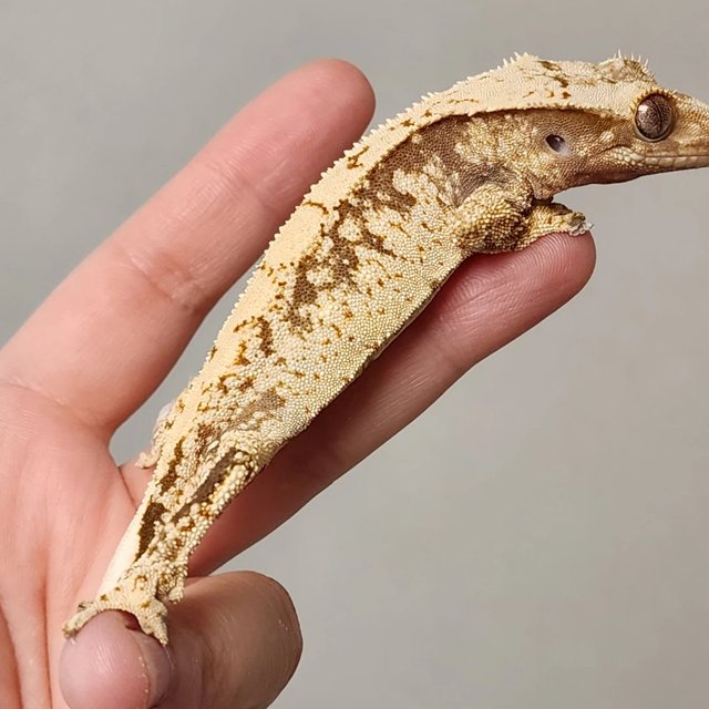 드리피 화이트스팟 화이트 노멀