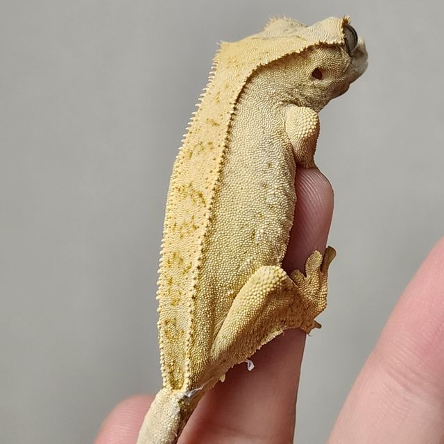 크림 노멀 크림시클