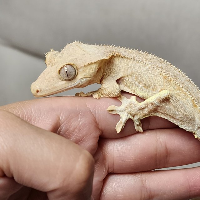 크림 팬텀 릴리화이트 크림시클 옐로우