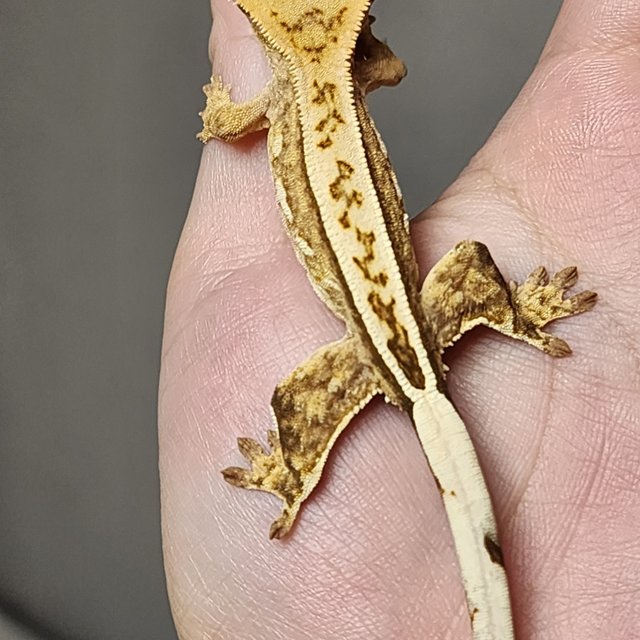 풀핀 크림 크림시클 옐로우