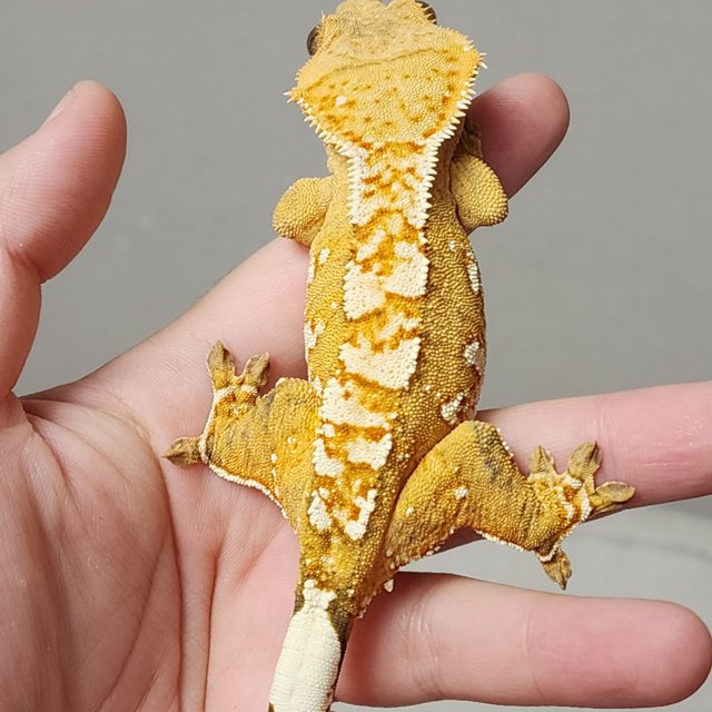 크림 크림시클 옐로우 화이트스팟 화이트포트홀