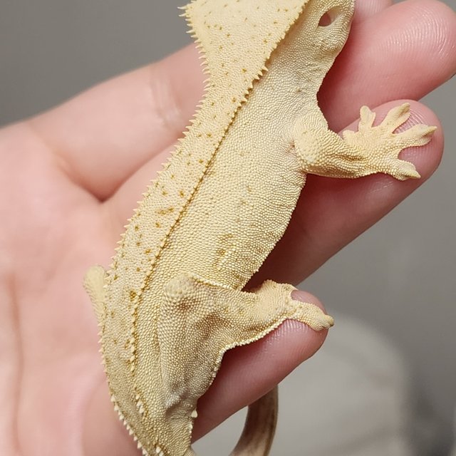 크림 크림시클 노멀 팬텀 옐로우