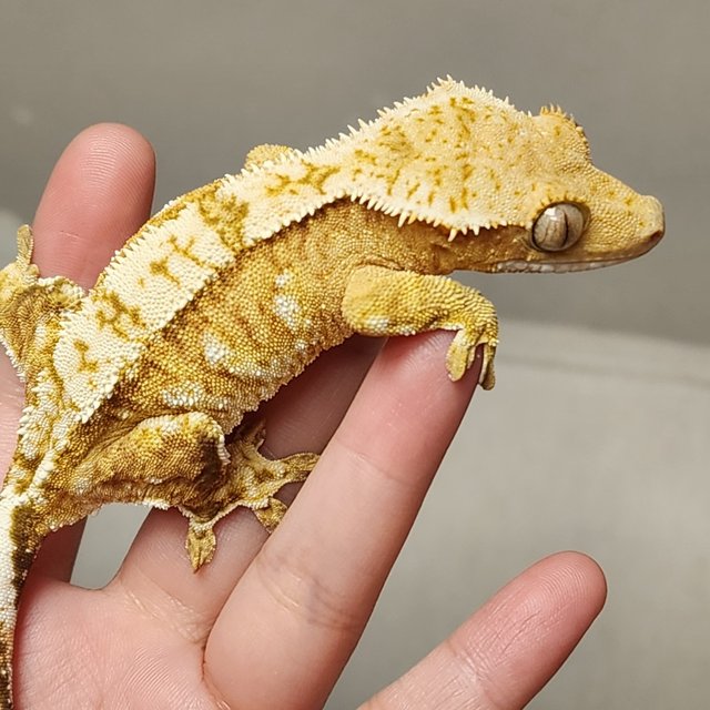 크림 크림시클 옐로우 화이트스팟