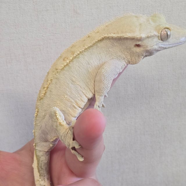크림 크림시클 노멀 옐로우