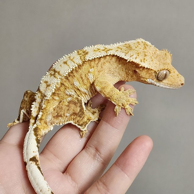 크림 크림시클 옐로우 화이트스팟