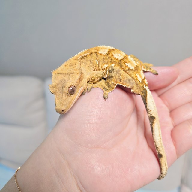 크림 크림시클 옐로우 화이트포트홀