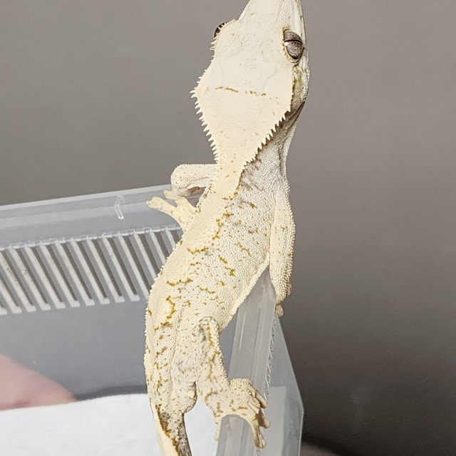 드리피 화이트스팟 화이트