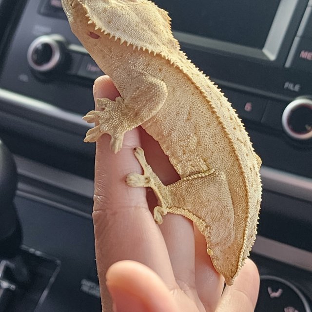 크림시클 크림 옐로우