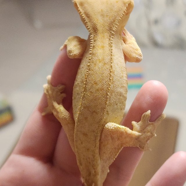 옐로우 벅스킨 크림