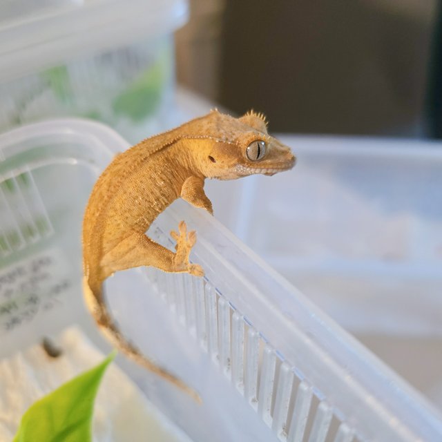 크림 크림시클 옐로우 팬텀