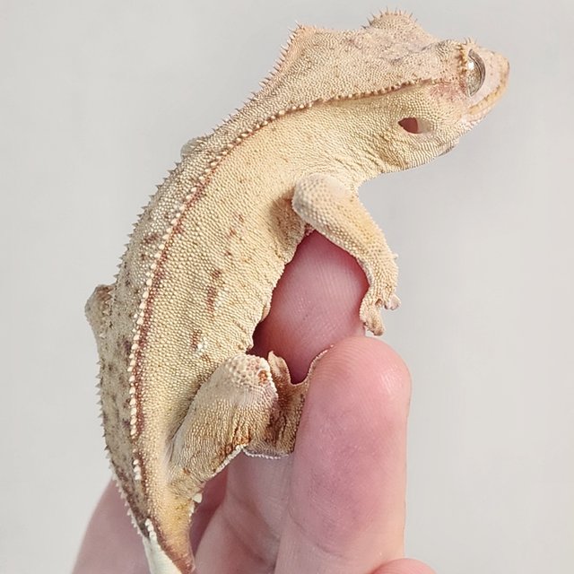 크림 노멀 크림시클 옐로우