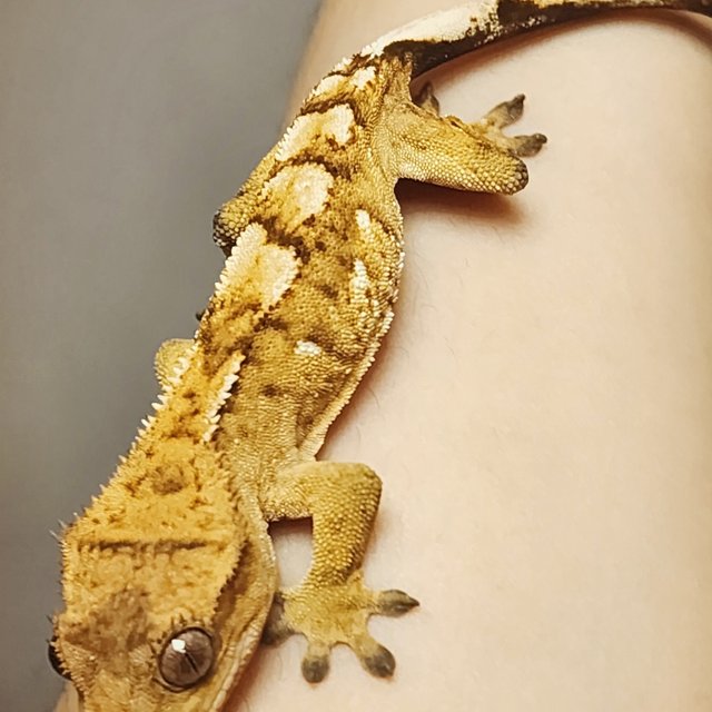 크림시클 옐로우 화이트포트홀