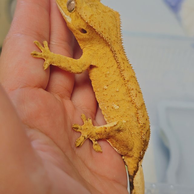 크림 크림시클 옐로우 팬텀