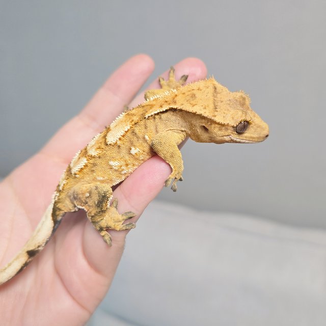 크림 크림시클 옐로우 화이트포트홀