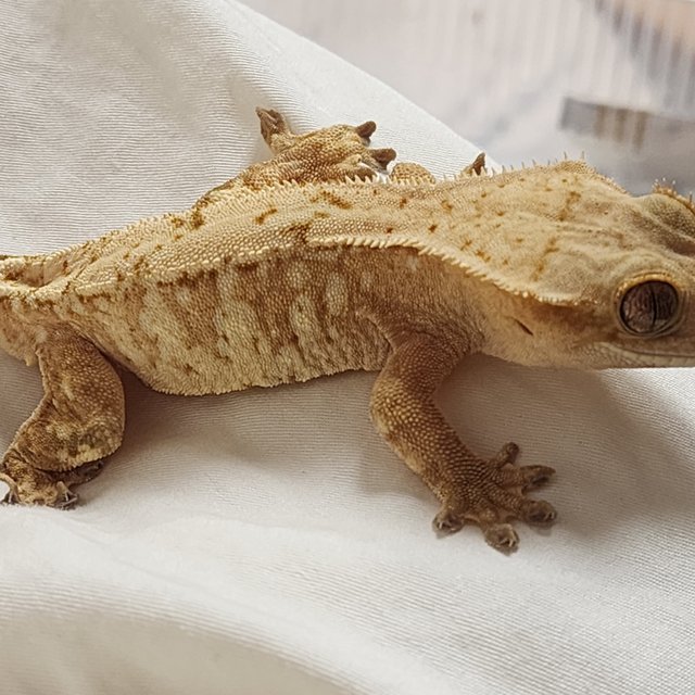 크림 크림시클 옐로우 화이트포트홀 화이트스팟