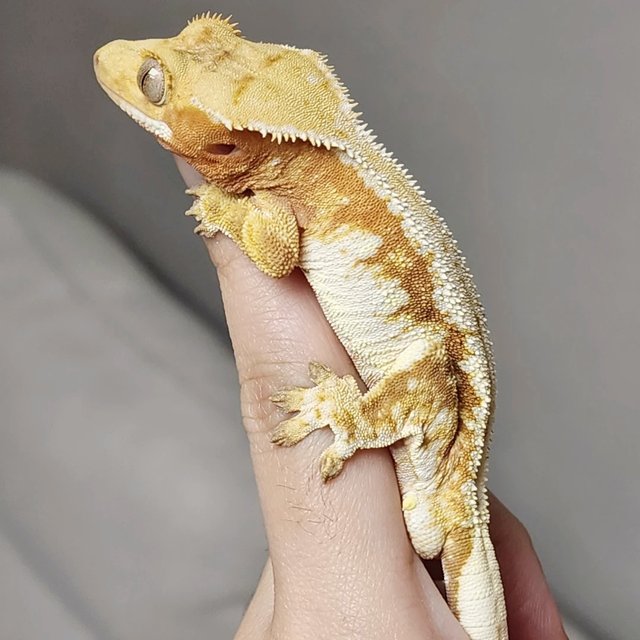 레드 드리피 화이트스팟 노멀