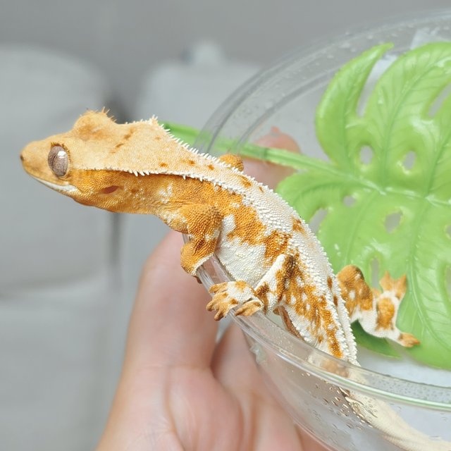 크림 크림시클 릴리화이트 옐로우 트라이