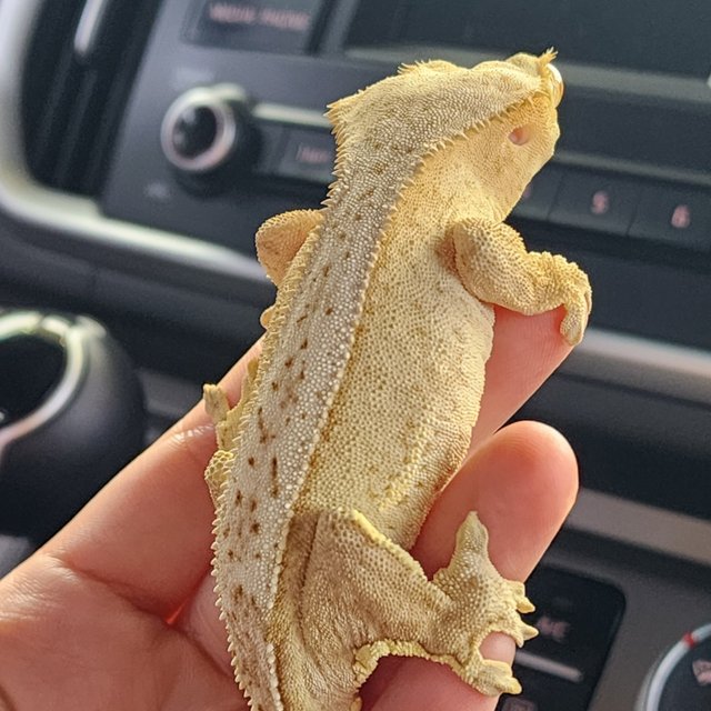 크림시클 크림 옐로우