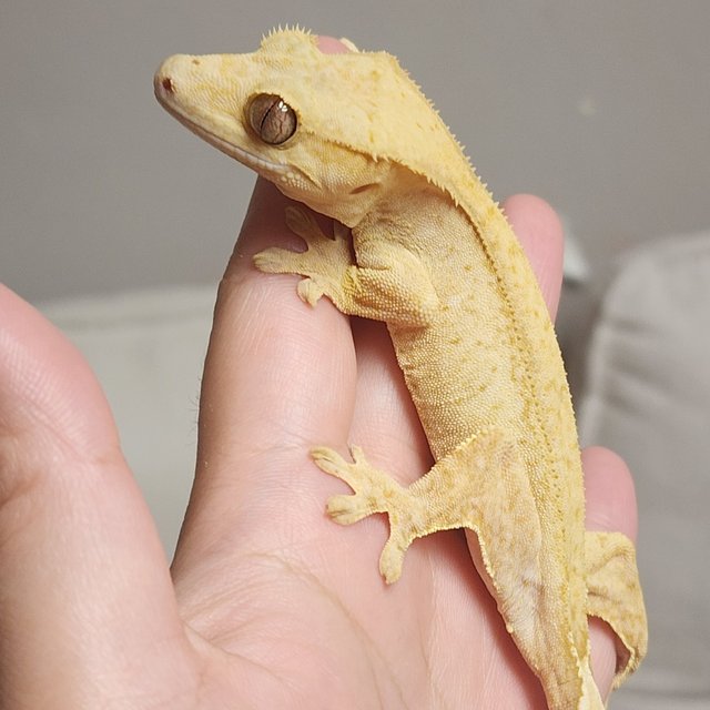 옐로우 벅스킨 크림