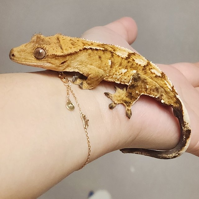 크림시클 옐로우 화이트포트홀