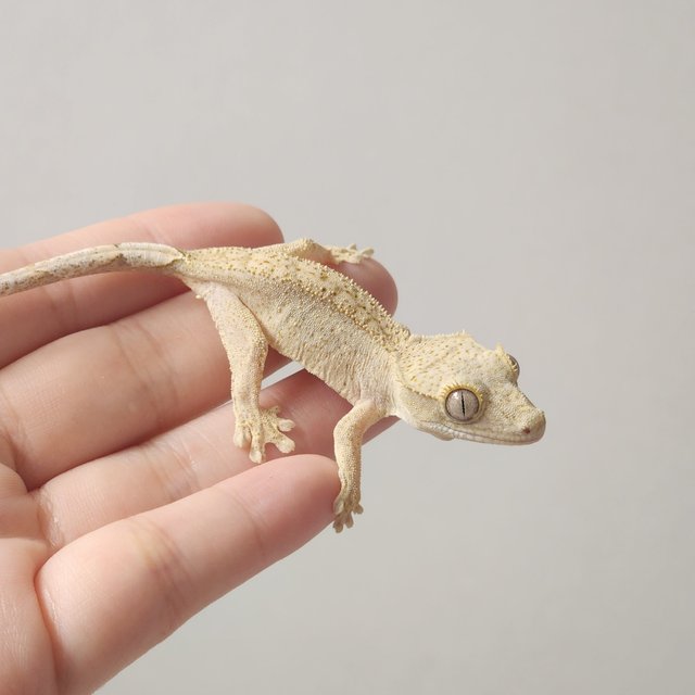 크림 옐로우 크림시클 팬텀