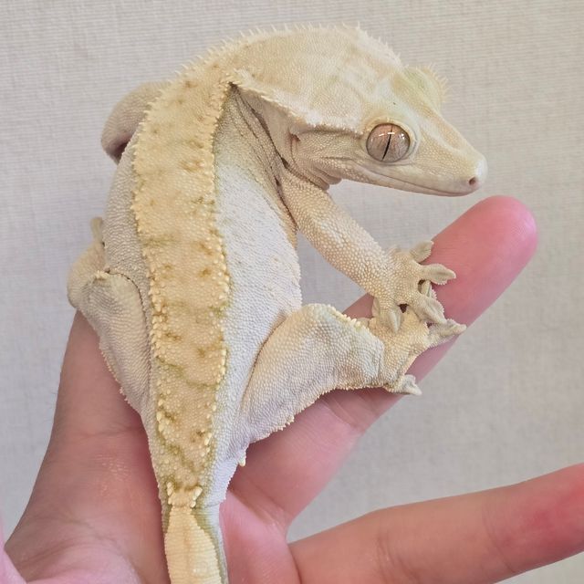 크림 크림시클 노멀 옐로우