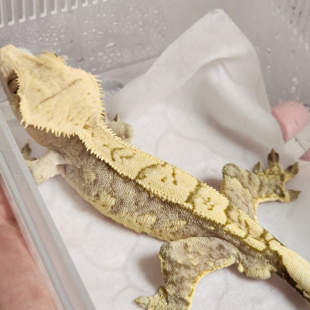 크림 크림시클 화이트스팟 옐로우 화이트