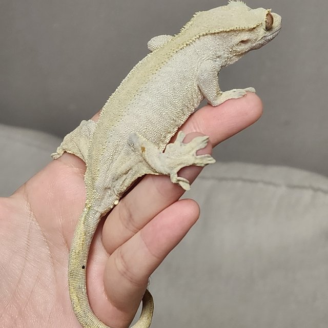 벅스킨 옐로우 크림