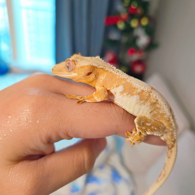 옐로우 트라이 릴리화이트