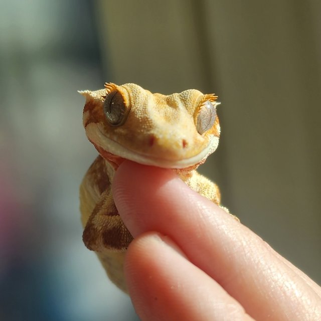 솔리드백 레드 릴리화이트