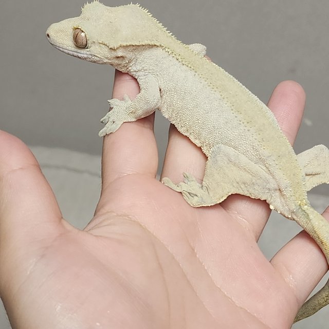 벅스킨 옐로우 크림