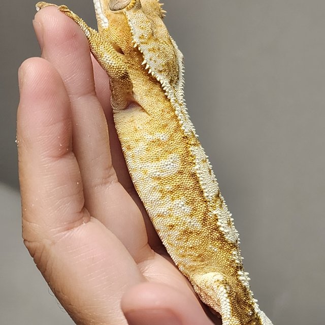 크림 크림시클 옐로우 화이트스팟