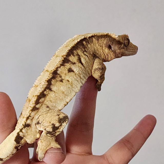 바브 트라이 익스트림할리퀸 화이트스팟