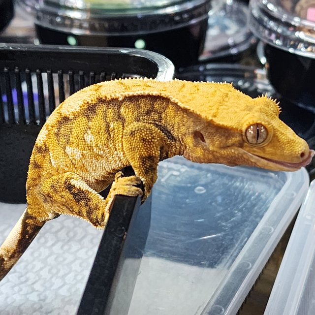 트라이 익스트림할리퀸 화이트스팟 옐로우