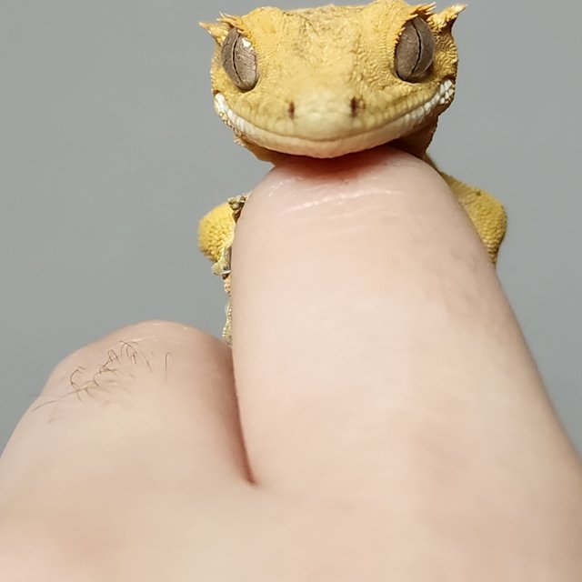 크림시클 크림 옐로우