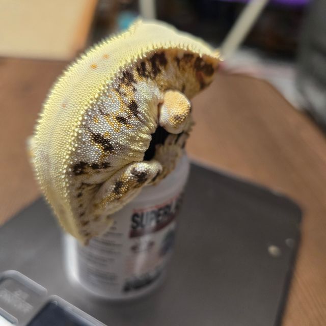 트라이 릴리화이트