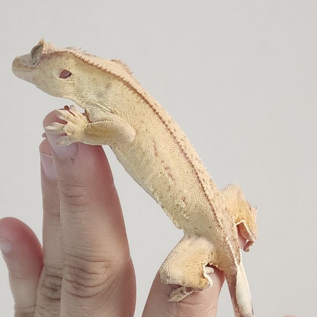 크림 노멀 크림시클 옐로우