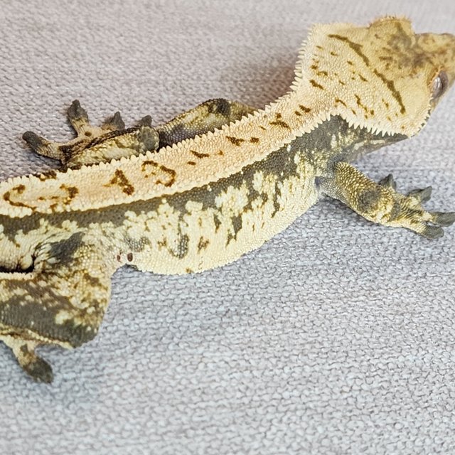 화이트스팟 트라이 익스트림할리퀸 화이트 화이트포트홀