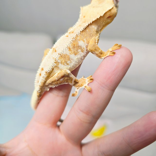 옐로우 트라이 릴리화이트