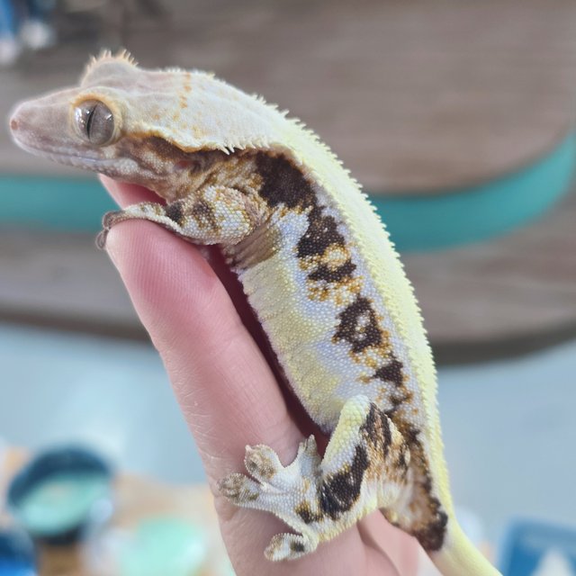 솔리드백 릴리화이트 트라이