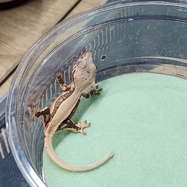 솔리드백 릴리화이트