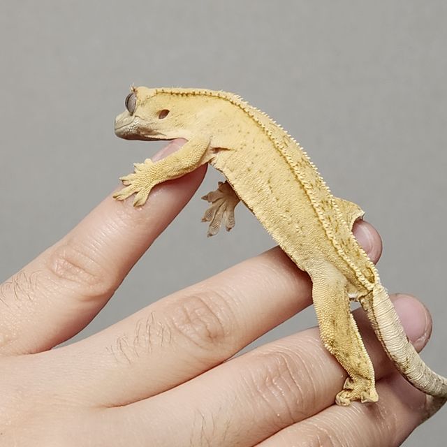 크림 노멀 크림시클