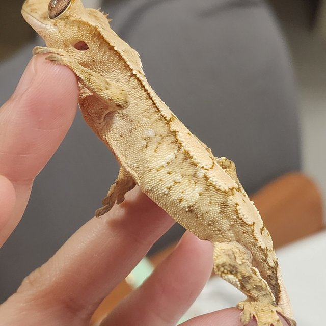 크림 크림시클 옐로우