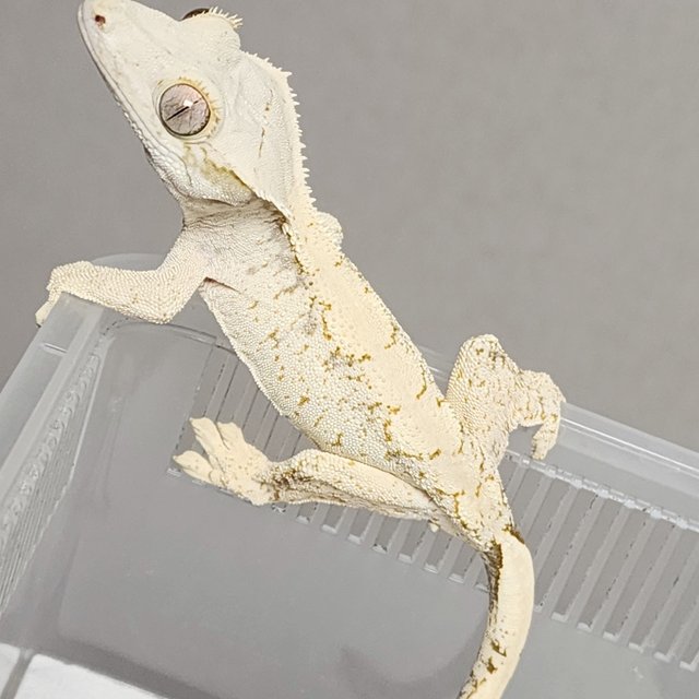 드리피 화이트스팟 화이트