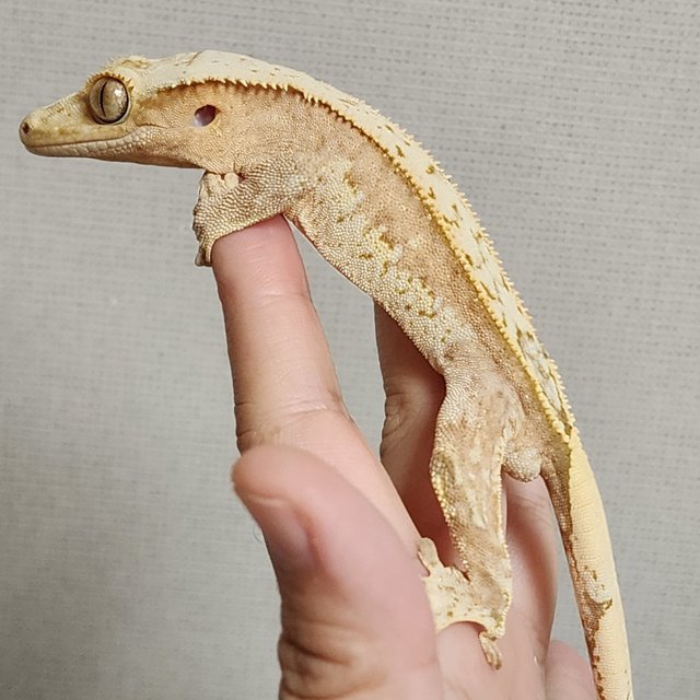 크림 크림시클 옐로우 화이트스팟