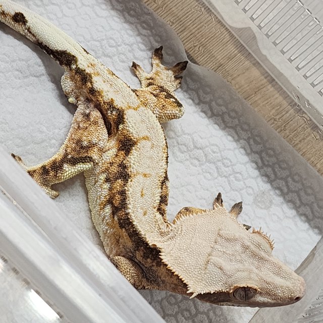 텐저린 노멀 옐로우