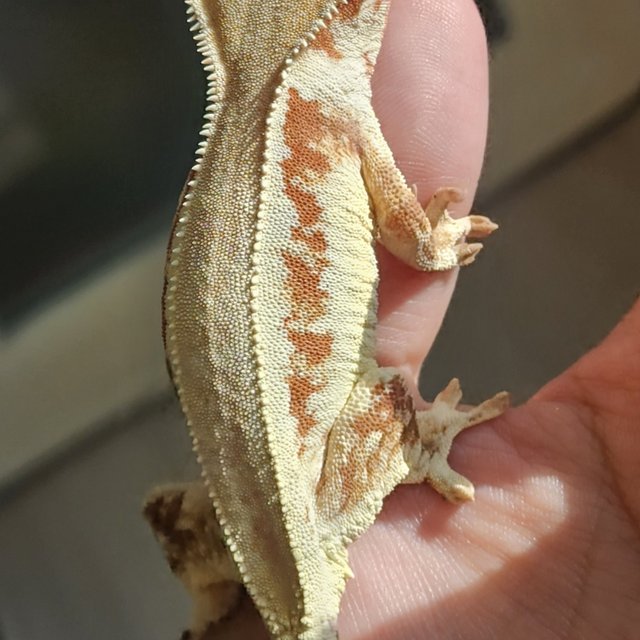 솔리드백 레드 릴리화이트