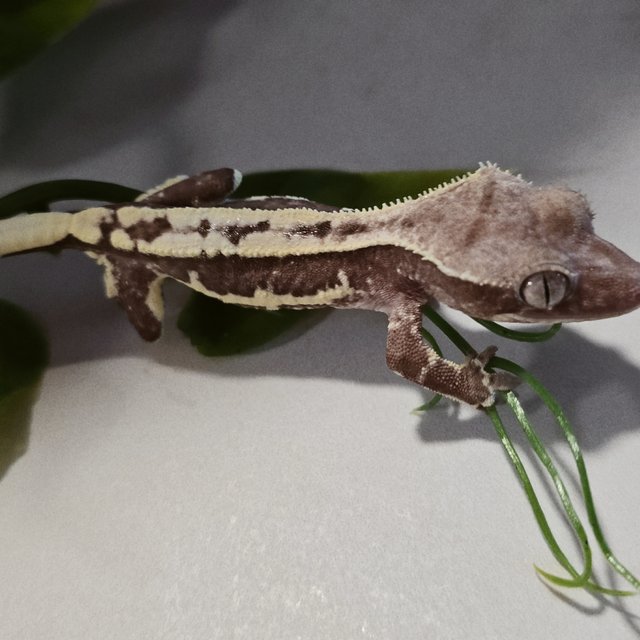 릴잔틱 릴리화이트 아잔틱