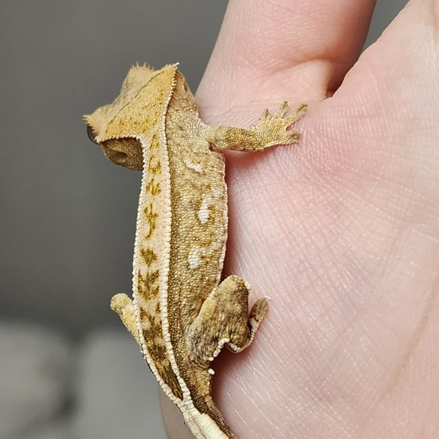 크림 크림시클 풀핀 옐로우 화이트포트홀